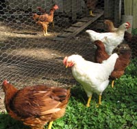 Photo of chickens.